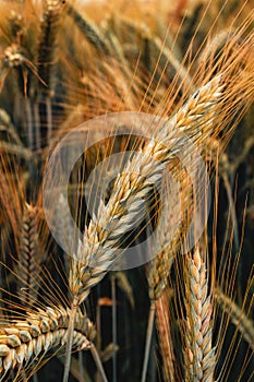 Rye ears in field, cereal crops ripening in cultivated plantation