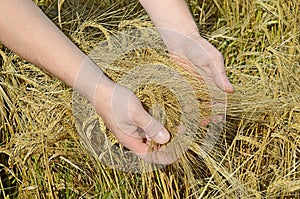 Rye ears in man's hands