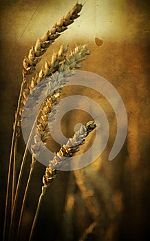 Rye ears, nature background