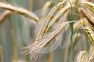 Rye ears ripening before harvest. Cereal in the field. Grains in ears