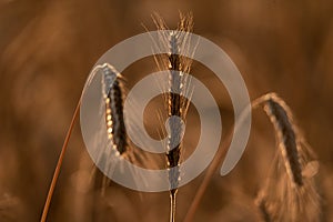 Rye ears ripening before harvest. Cereal in the field. Grains in ears