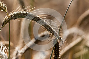Rye ears ripening before harvest. Cereal in the field. Grains in ears