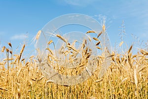 Rye ears on sky background. Rye field in sunny summer day. View of spikelets and stems from below. Harvest concept