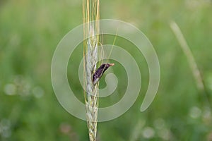 Rye with ergot fungus in the green summer field.