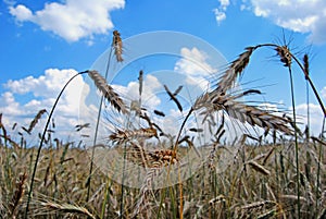 Rye field