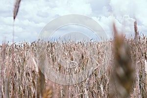 Rye field, Belarus. It`s a nasty day