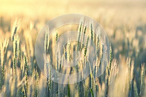 Rye field closeup