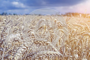 Rye field closeup and organic grain harvest