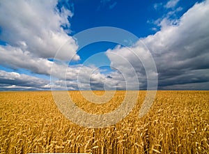 Rye field and dramatic sky