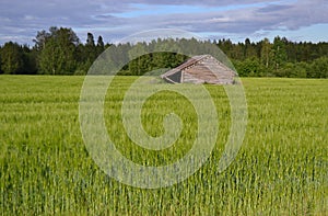 Rye field in Finland