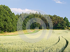 Rye field and forest in sunlight