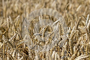 rye field with grain harvest on hot summer days