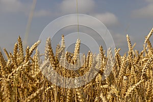 rye field with grain harvest on hot summer days