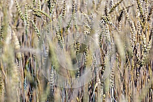 rye field with grain harvest on hot summer days