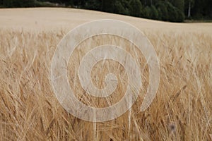 Rye field before harvest end of summer