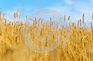 Rye field in late summer