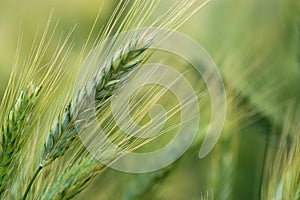 Rye field in late summer