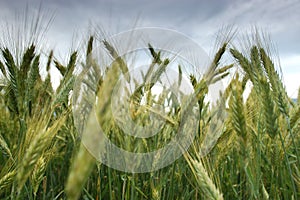 Rye field in late summer