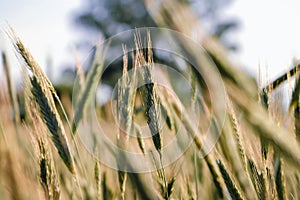 Rye field in Poland