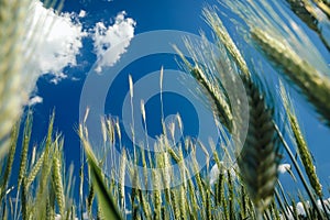 Rye field in Poland