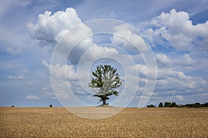 Rye field in Poland