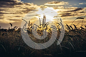 Rye field in Poland