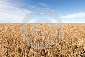 Rye field ready to harvest Alberta Canada