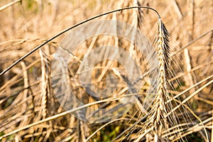 Rye on the field in summer Poland