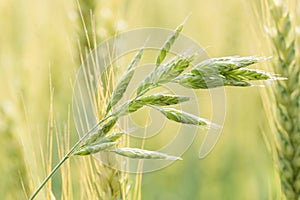 Rye field on sunny day, closeup. Close up of rye ears, field of rye