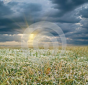 Rye field and sunset