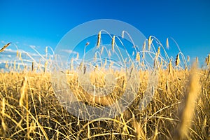 Agricultural background with ripe spikelets of rye.