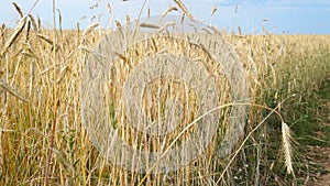 Rye field at sunset, harvest background