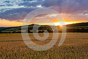 Rye field at sunset. Summer evening