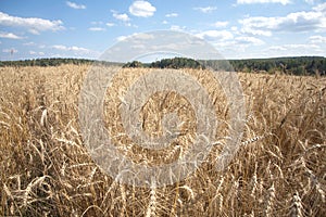 Rye field under blue sky with clouds on summer day closeup