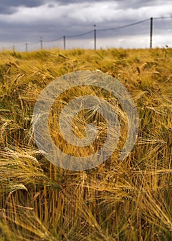 Rye field under dramatic sky