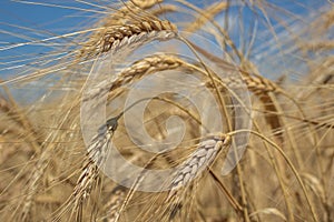 Rye field under the summer hot sun, ripe ears of rye