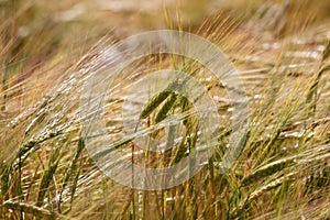 Rye field under the summer hot sun, ripe ears of rye.