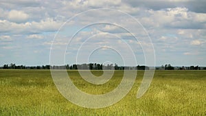 Rye field under wind whiff