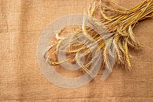 Rye field. Whole, barley, harvest wheat sprouts. Wheat grain ear or rye spike plant on linen texture or brown natural cotton