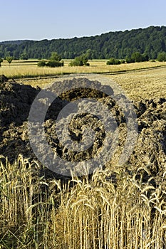 Rye fields and manure heaps