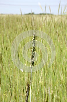 Rye in flower