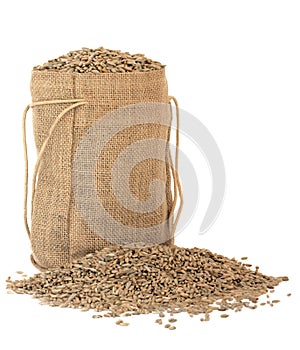 Rye Grain