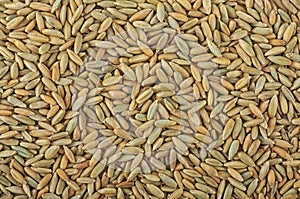 Rye grain as background texture, top view