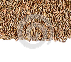 Rye grain seeds