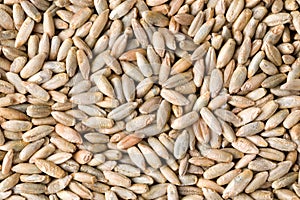 Rye grain seeds close up pattern background. Top view.