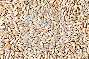 Rye grain seeds close up pattern background. Top view.