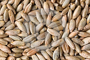 Rye grain seeds close up pattern background. Top view.