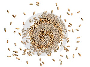 Rye Grain on White Background