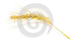 Rye grain. Whole, barley, harvest wheat sprouts. Wheat grain ear or rye spike plant isolated on white background, for cereal bread