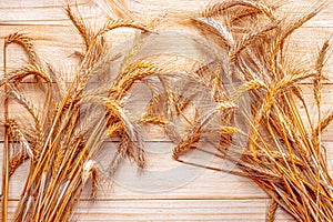 Rye grain. Whole, barley, harvest wheat sprouts. Wheat grain ear or rye spike plant on wooden texture or brown natural cotton